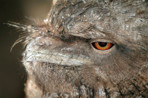 Frogmouth bird, Cairns